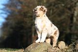 BERGER AUSTRALIEN PUPPIES 679